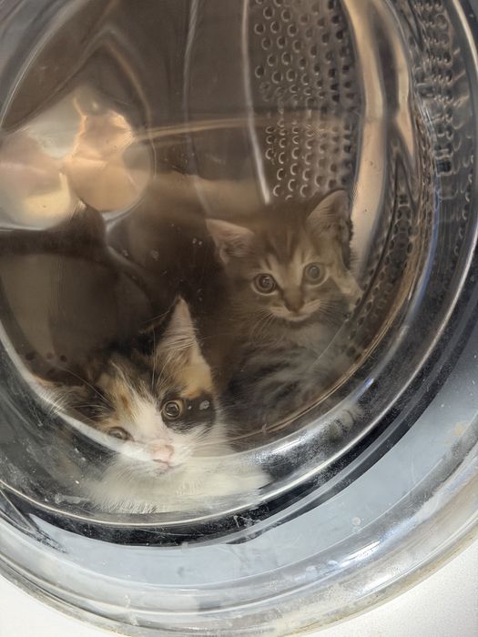Отдам бесплатно 2 котят