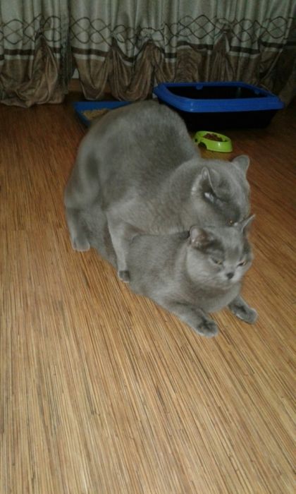 Британский чистокровный кот