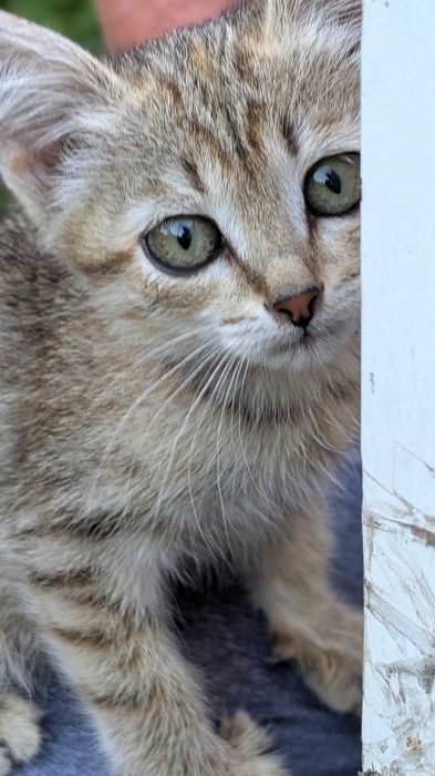 Котенок маленький