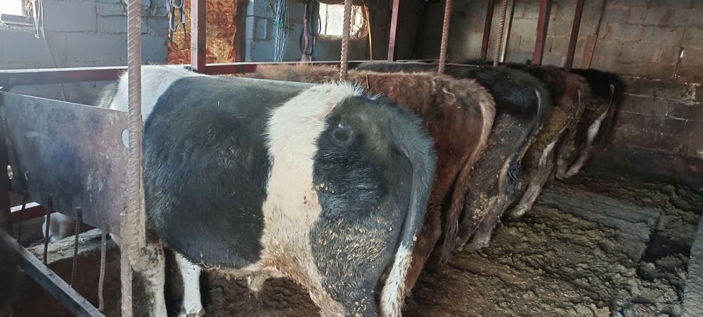 Продам быков 6 голов