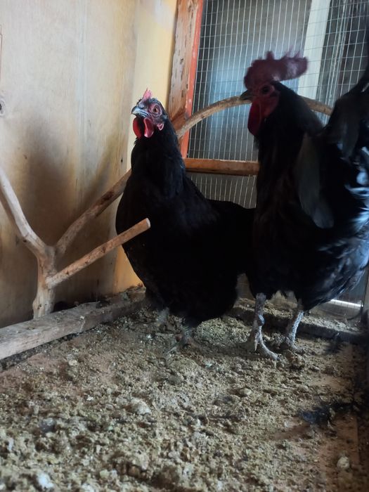 Хуроз товук сотилади.