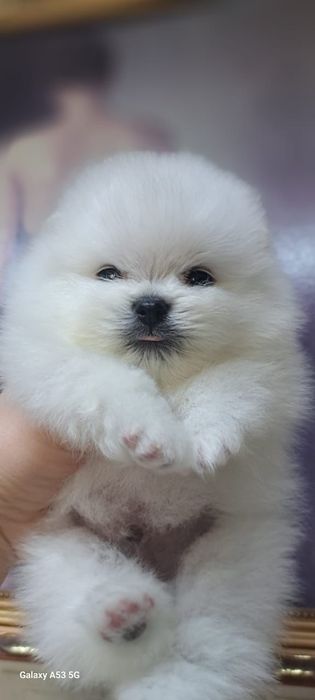 Шпицы щеночки продам