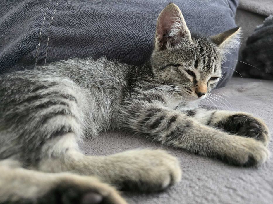 Котенок ищет дом