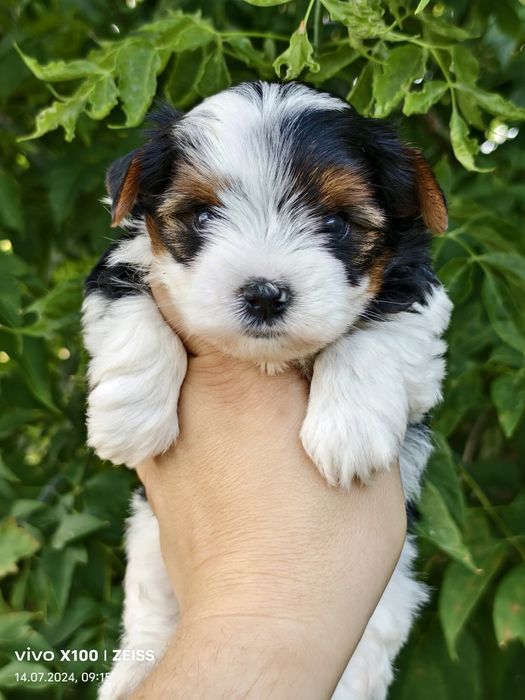 Продам щенков бивера.