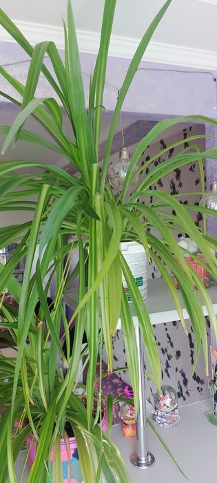 Продам Хлорофитум