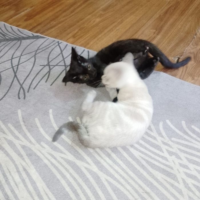 Срочно отдам котят 3 мес