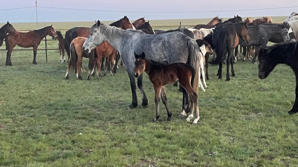 Продам кобылу с жеребенком, и Тай(1год(девочка).