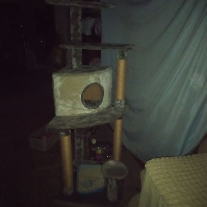 Продаю,Кошка игривый, окрас белый, парода  red point, мальчик