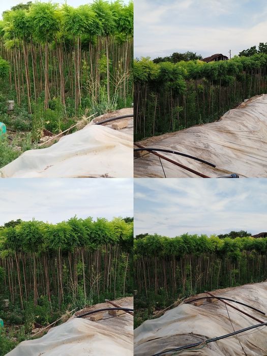 Кълбовидна акация.Robinia Pseudoacacia Umbraculifera