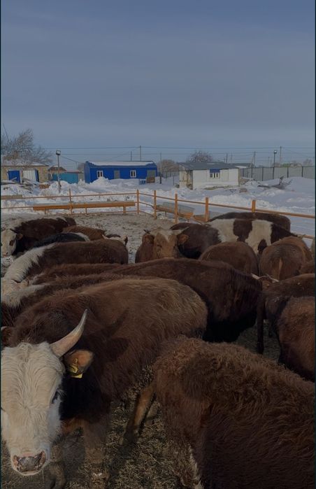 Продам бычков с откорма 40 голов