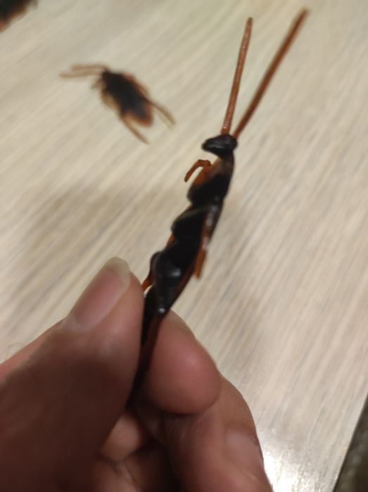 Тараканы пластиковые для розыгрыша