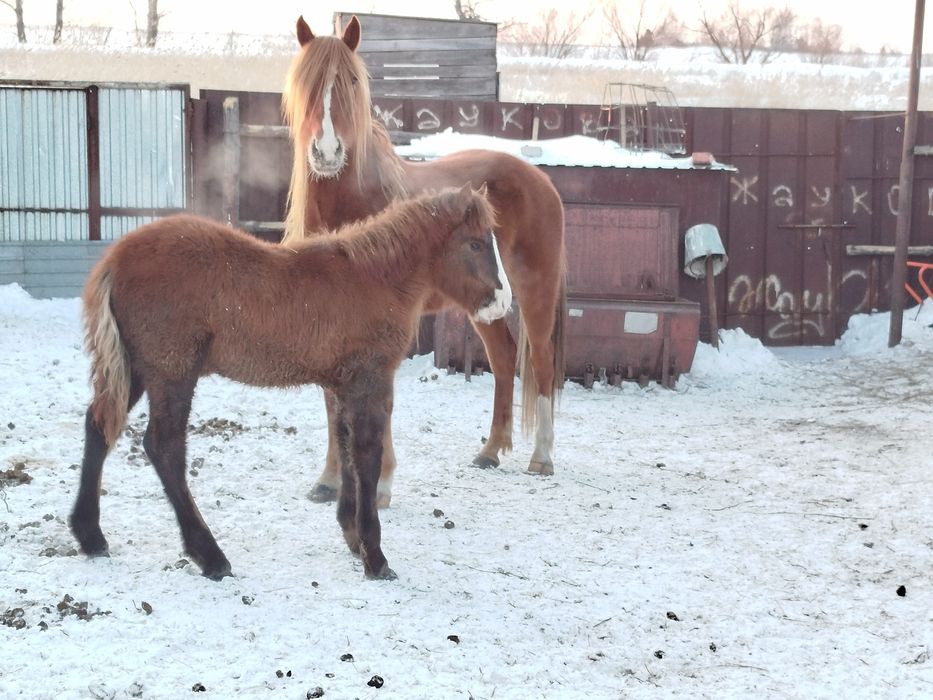 Лошадь с жиребенком