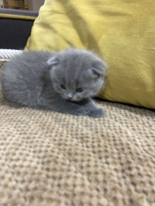 Продам вислоухих котят!тм 1 месяц
