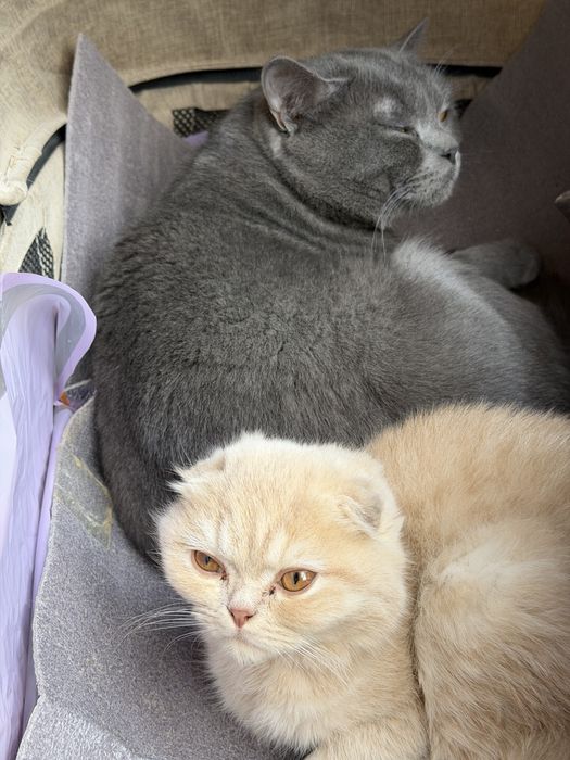 Отдам в добрые руки беременную кошку , шотландская вислоухая