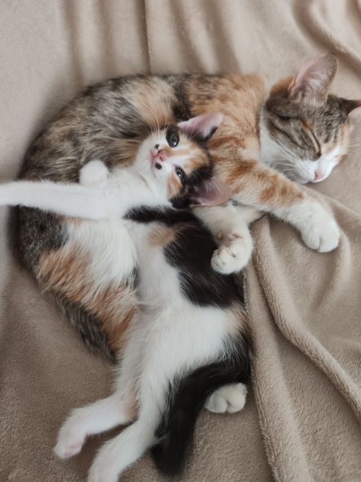 Отдам котенка девочка