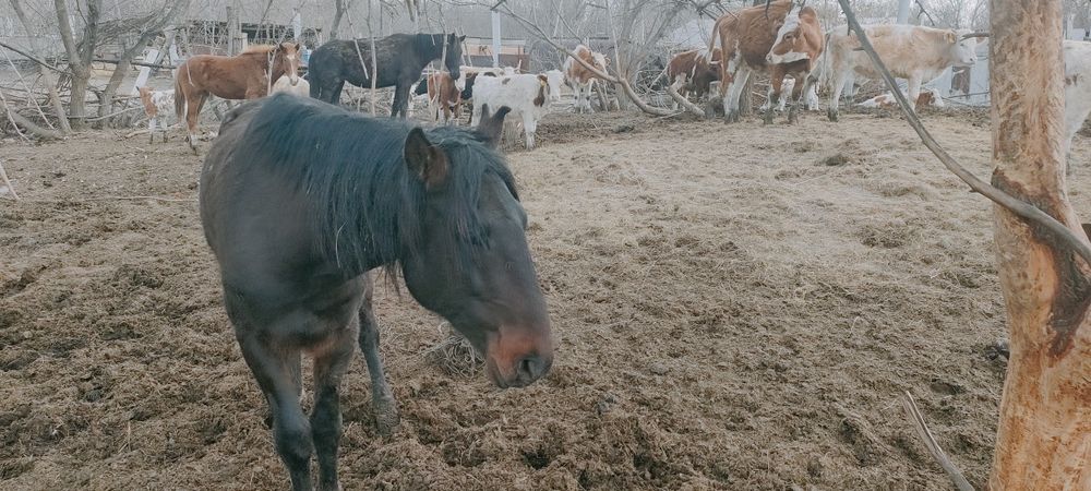 Айғыр сатам. Жеребца продаю