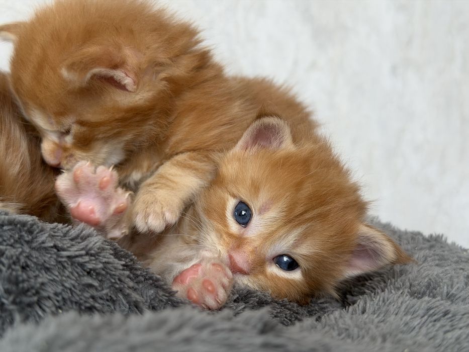 Котята Мейн кун бронь