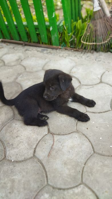 Щенок мальчик отдам в хорошие руки