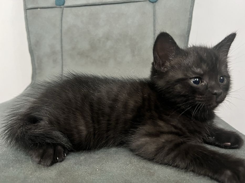 Шотландские (Scotish straight/ fold)