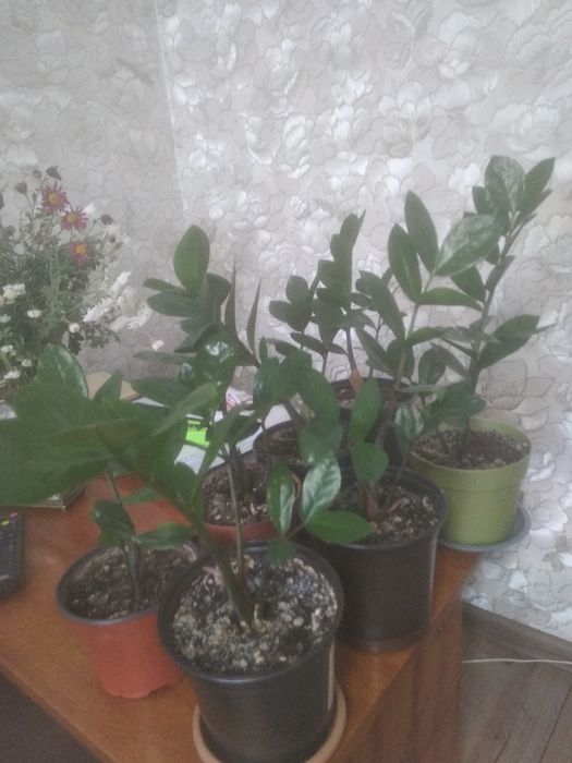 Продам Замиокулькас