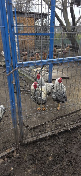 Vând cocosi Wyandotte