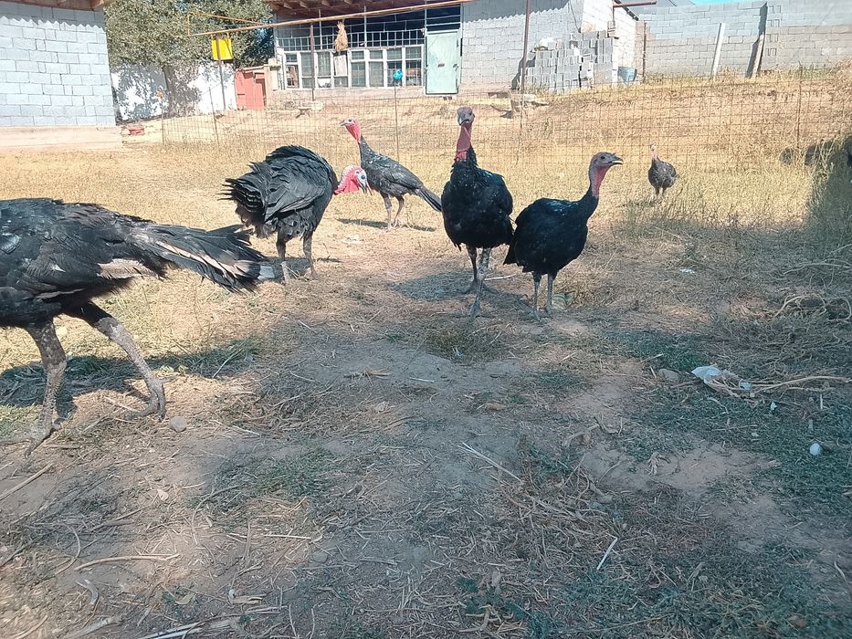 Продам продам продам