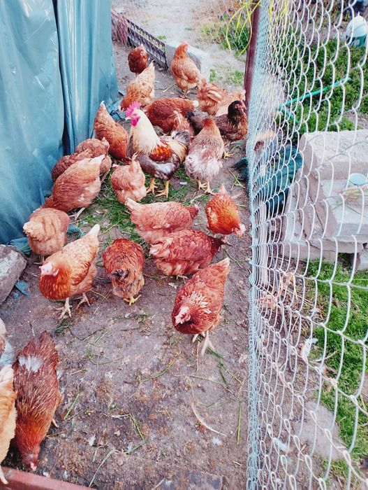 Кокошки носачки на 1година