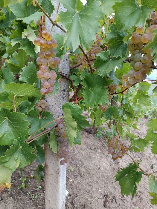 Vand struguri pentru vin