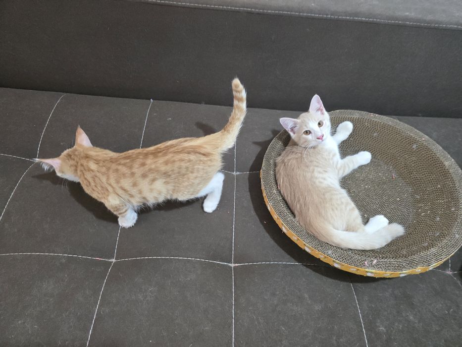 Котята 3 месяца рыжие мальчики