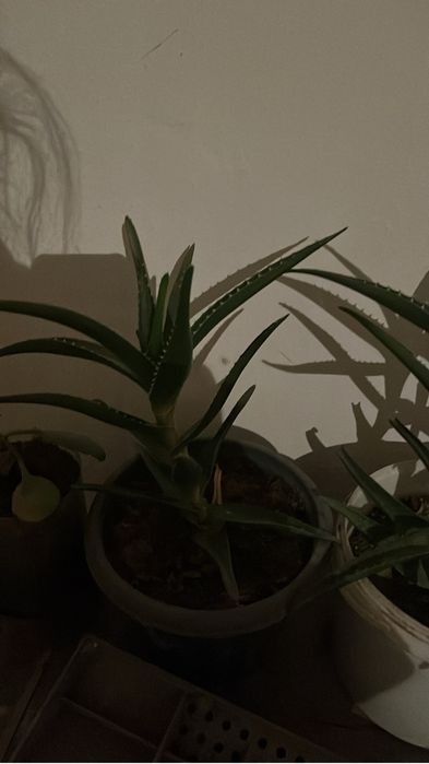 Продаются комнатные растения