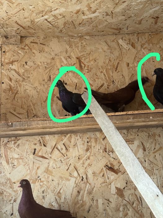 Голуби 4 штуки в продаже