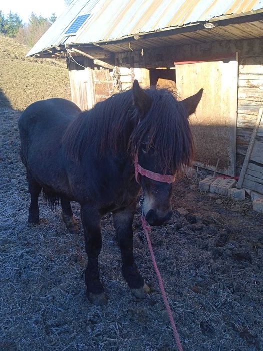 Vand  sau schimb manz