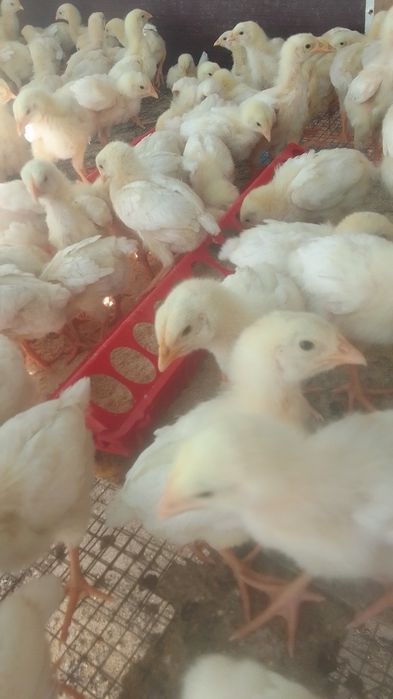 Продам бройлеров шустрые подросшие