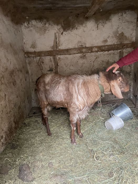 Англо Нубинский козел производитель