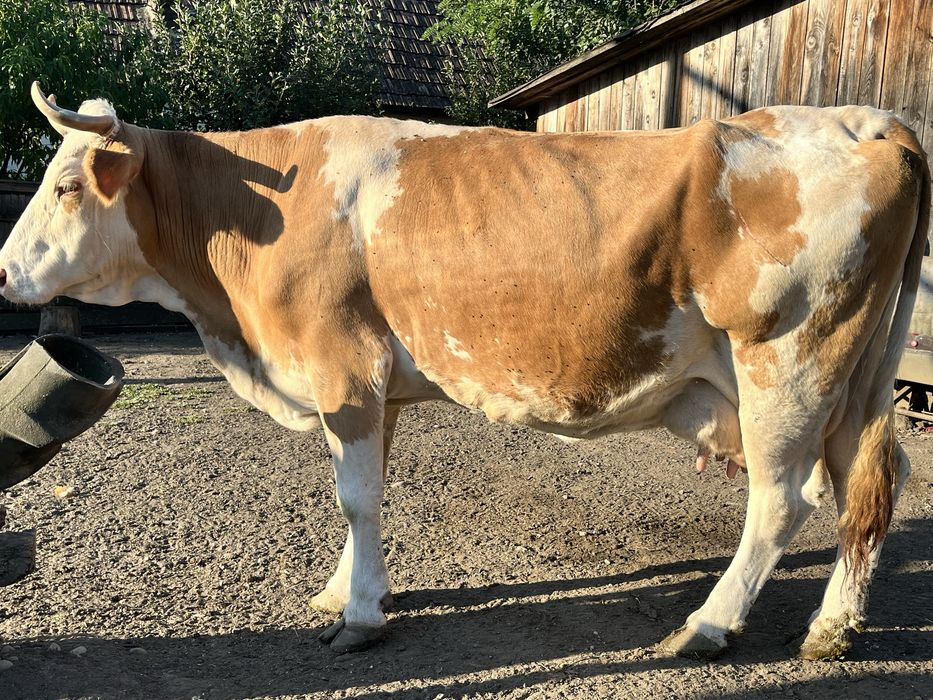 Se vinde o vaca buna de lapte si 6 capre cu lapte