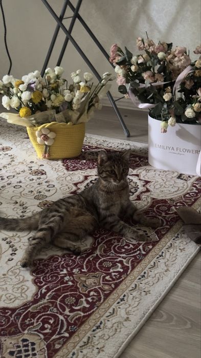 Кошка скоттиш-страйт