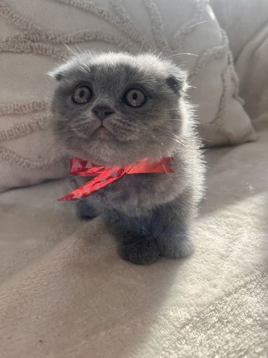 Motanel Scottish Fold