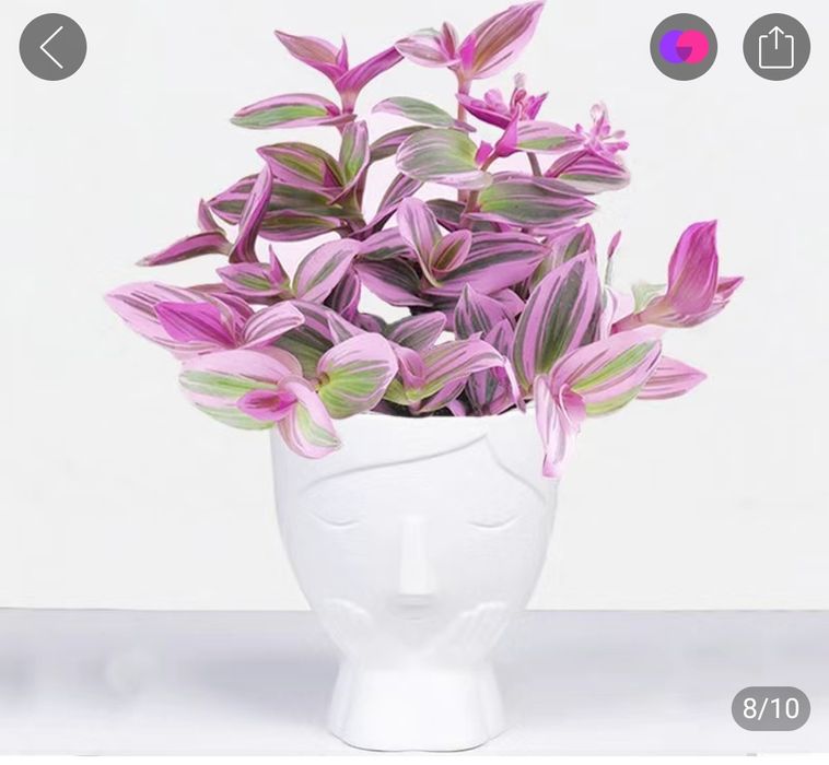 Продам комнатные цветы