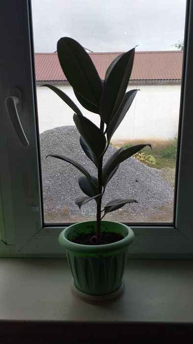 Продам комнатные растения