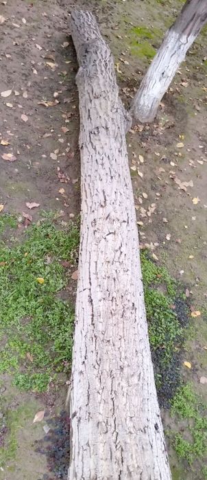 Продается ореховое дерево