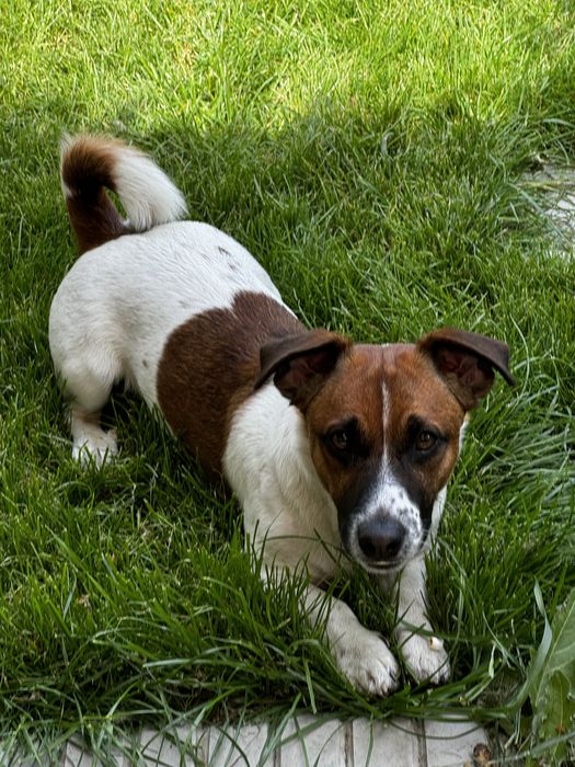 Вязка Джек рассел терьер