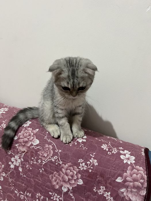 Скоттиш фолд боласи