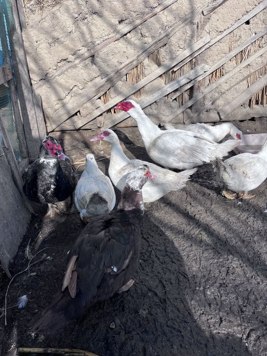 Продаются индоутки