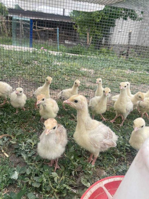 домашние индюшата
