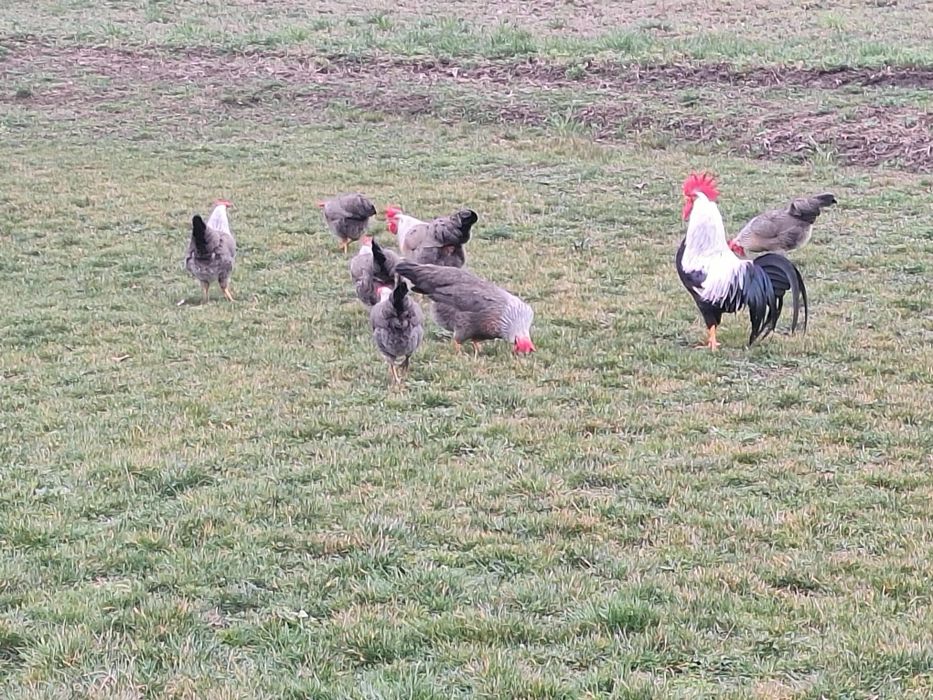 Vind ouă italiană argintie