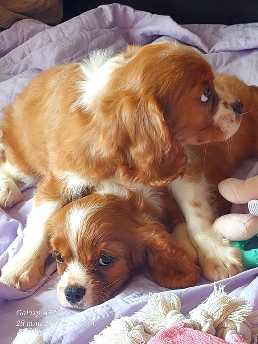 Cavalier King charles spaniels
