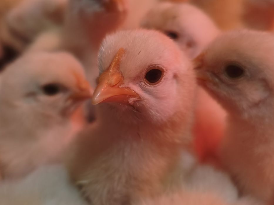 Продам цыплят несушек