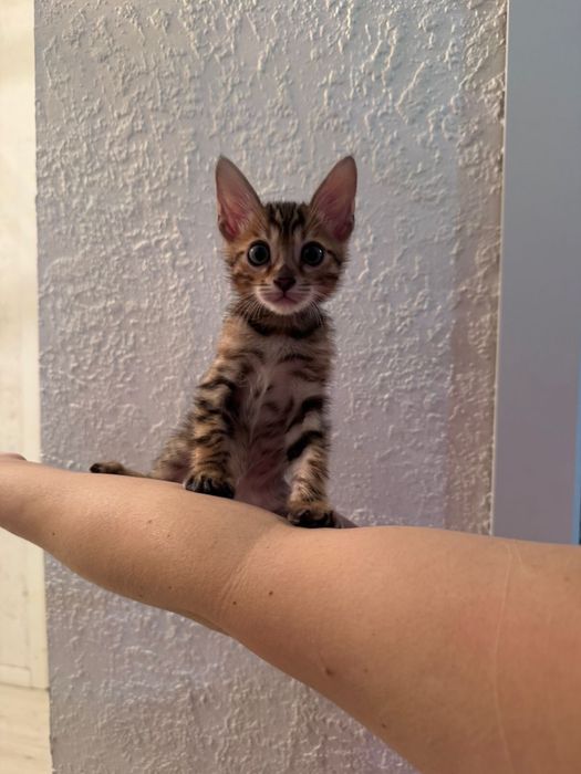 Красивые котята леопарды бенгалы