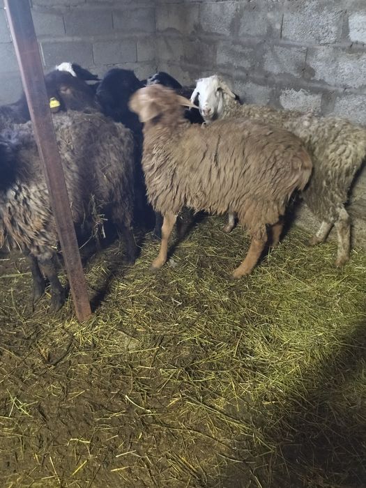 Тоқты сатам. Продам.