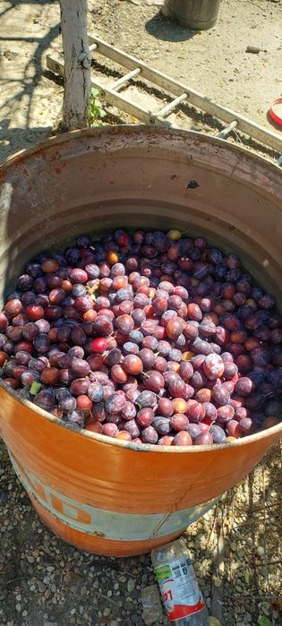Prune de țuică la butoi